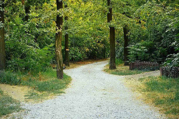 Dirt road in forest with three forks in the road.