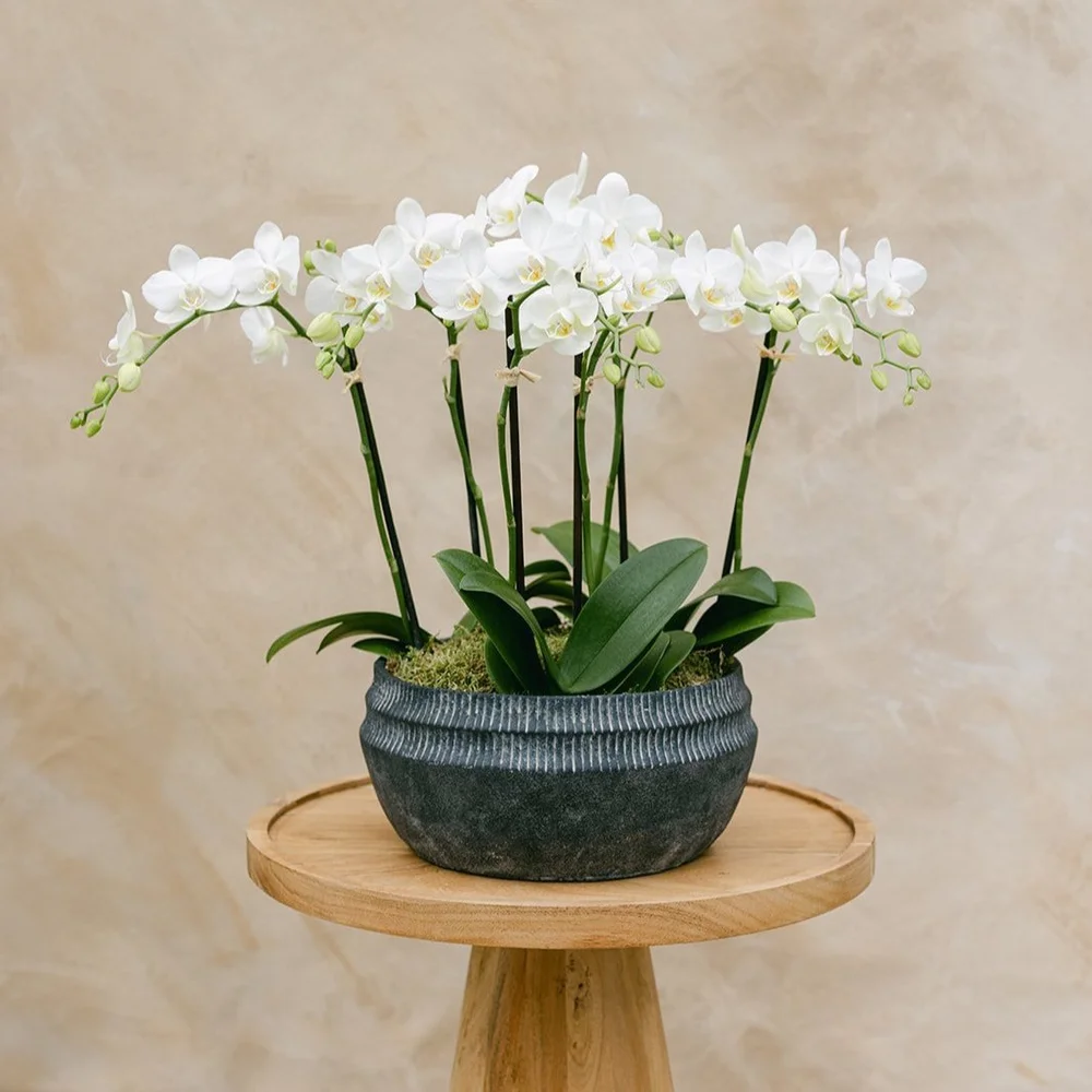 Shop Plants | Orchid Bowl  BELLA JARDIN