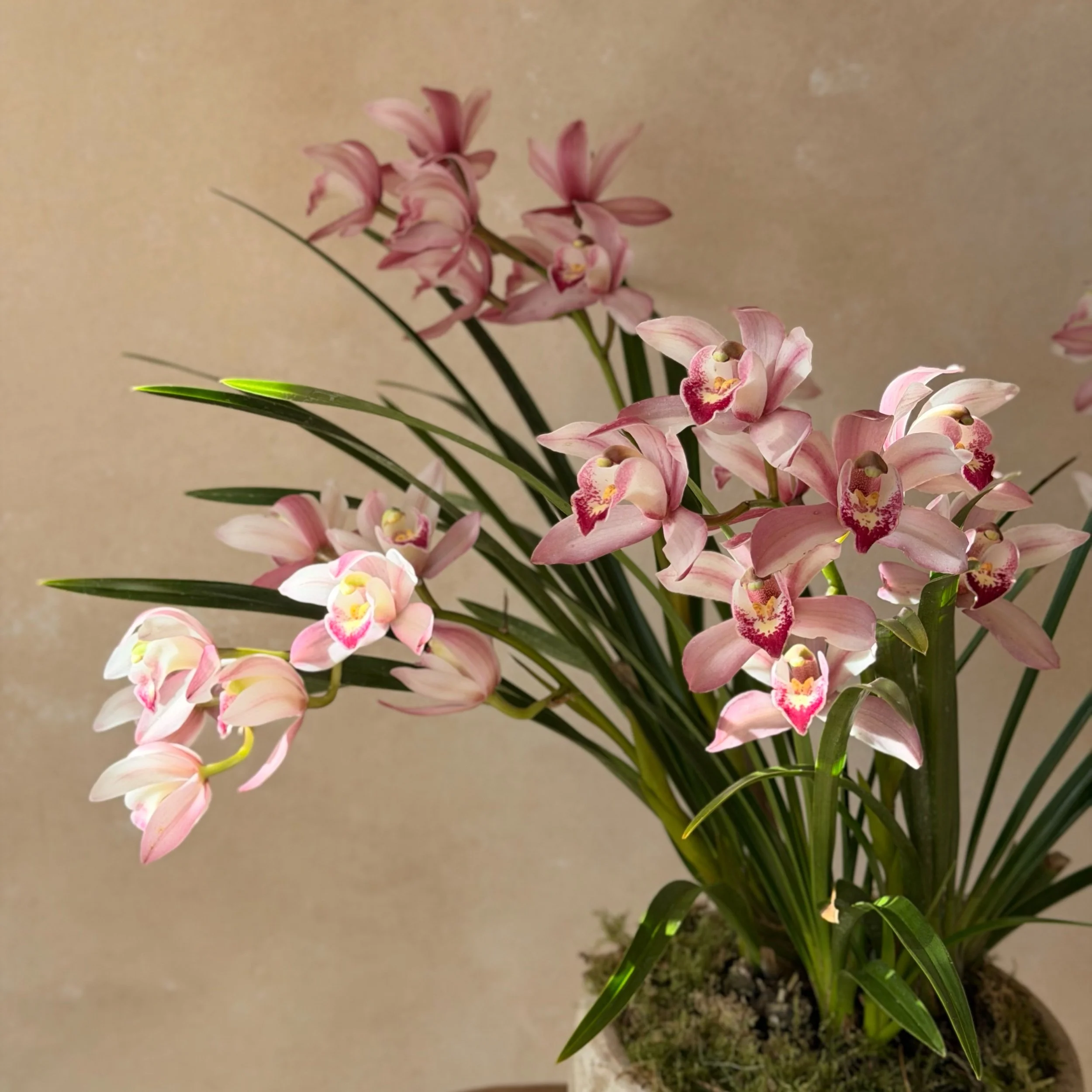 Custom cymbidium orchid 