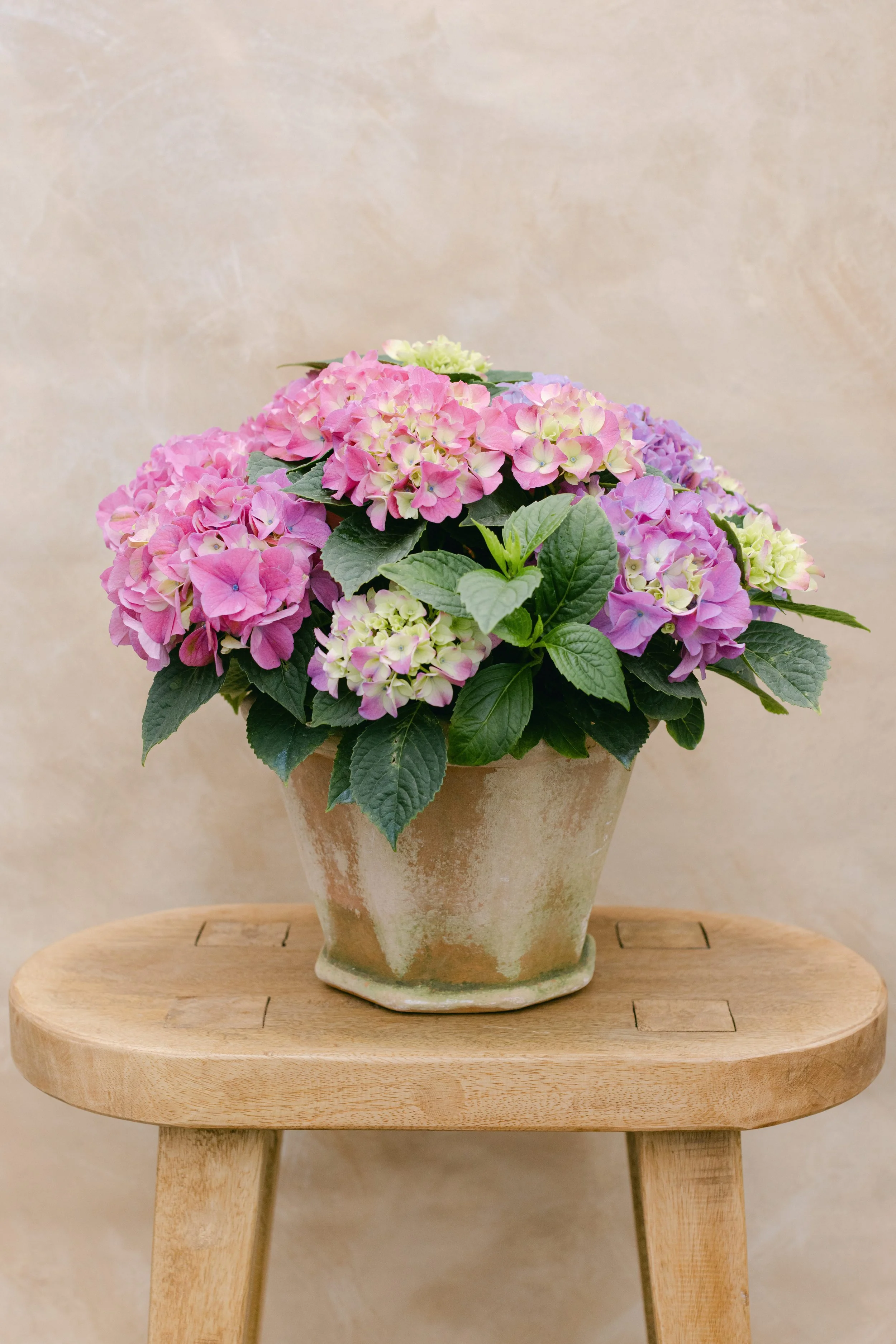 Blooming Hydrangea