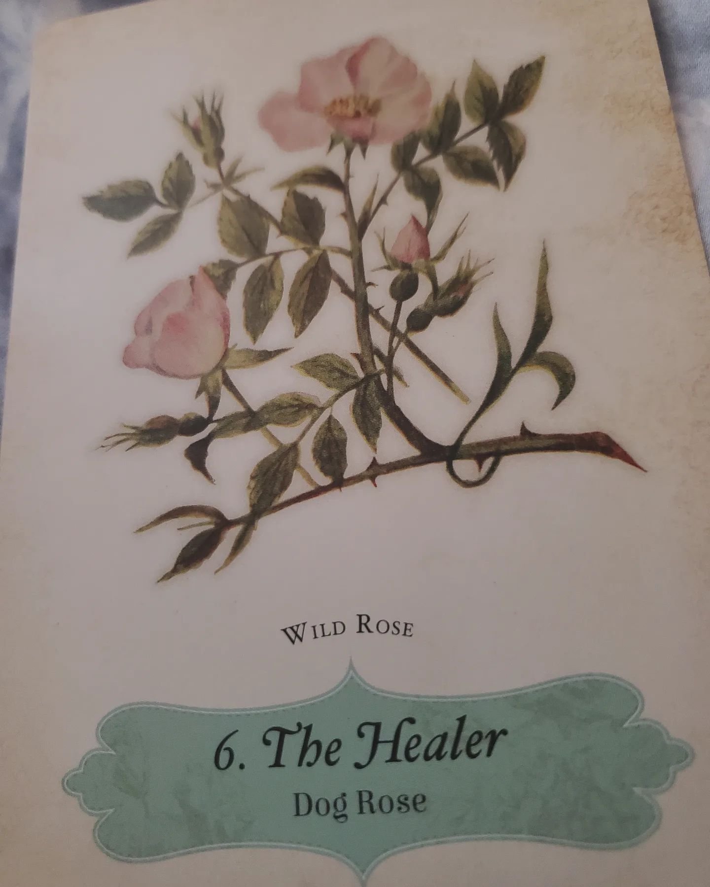 I am not shy to share...lovely &amp; beautiful messages. ❤️ 🤭🤭🤭 

I love supporting you.💛 

I truly want the best and most healing outcomes for my clients because I can and understand this frequency deeply. 

This healing support is not new to me