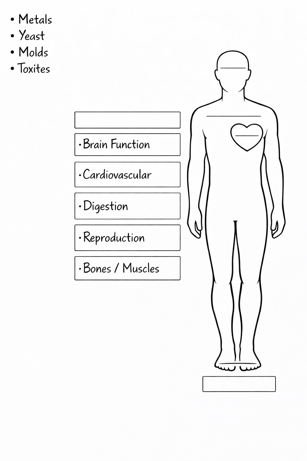 A human body diagram with a heart symbol on the chest and a list of physiological functions and body parts such as metals, yeast, molds, toxites, brain function, cardiovascular, digestion, reproduction, and bones/muscles.
