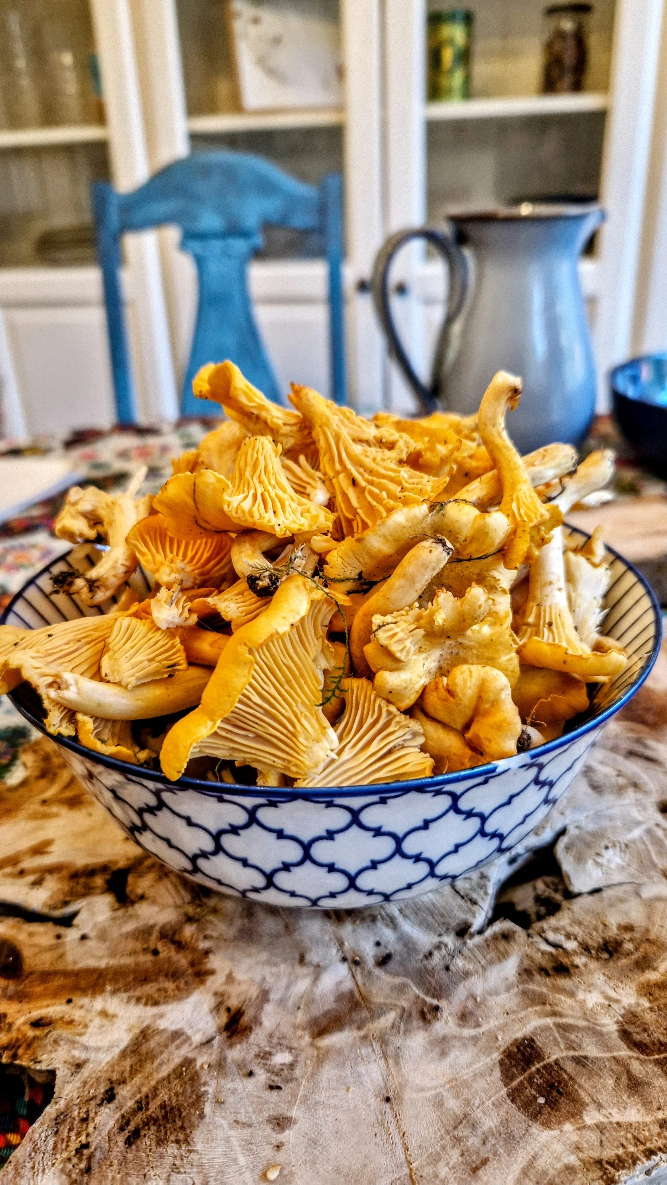 Chanterelle StirFry HoodieHarvested — Veranda Vikings