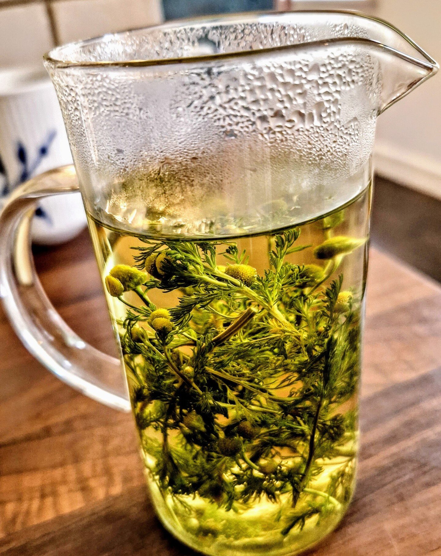 Nothing beats a cozy evening with a steaming pot of homegrown chamomile tea 🌼☕. Each sip is like a hug from within, soothing and warm. Did you know that we forage our own chamomile? (see our journey here 🔗 https://www.verandavikings.com/blog/from-n