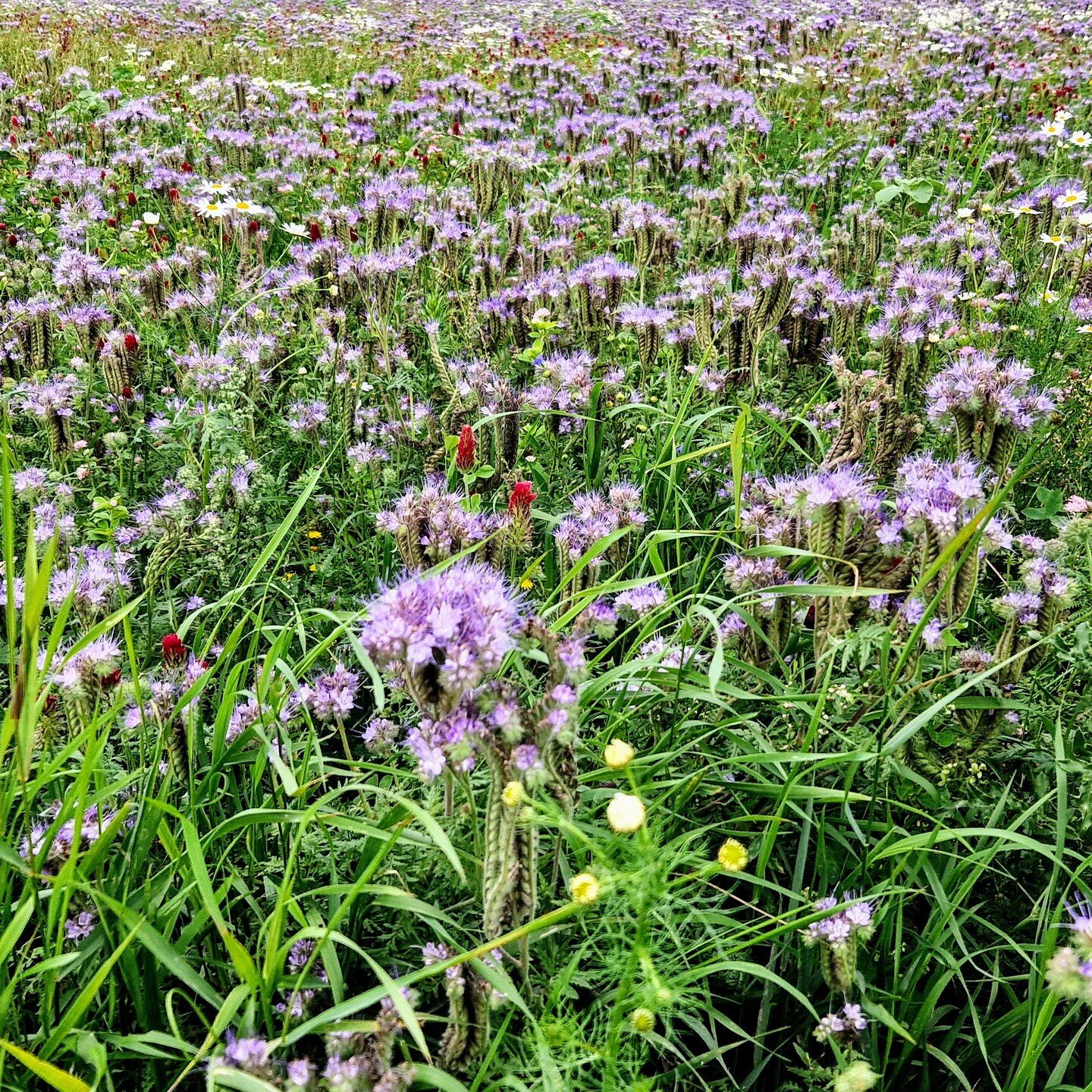 Look closely and you'll see a mesmerizing spectacle of wildflowers dancing in the wind. Fields awash with a sea of Tansies (Phacelia tanacetifolia) painting a vibrant canvas of purples and greens. Each one, a tiny universe of Nordic flora, all co-exi
