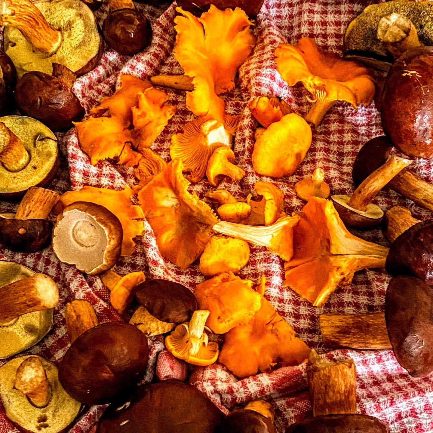 Bringing home the gold from the woods &ndash; our basket brimming with a bounty of chantarelles! 🍄 These vibrant, golden beauties are truly the hidden treasures of our forests. An afternoon well spent, foraging, exploring, and respecting nature's ge