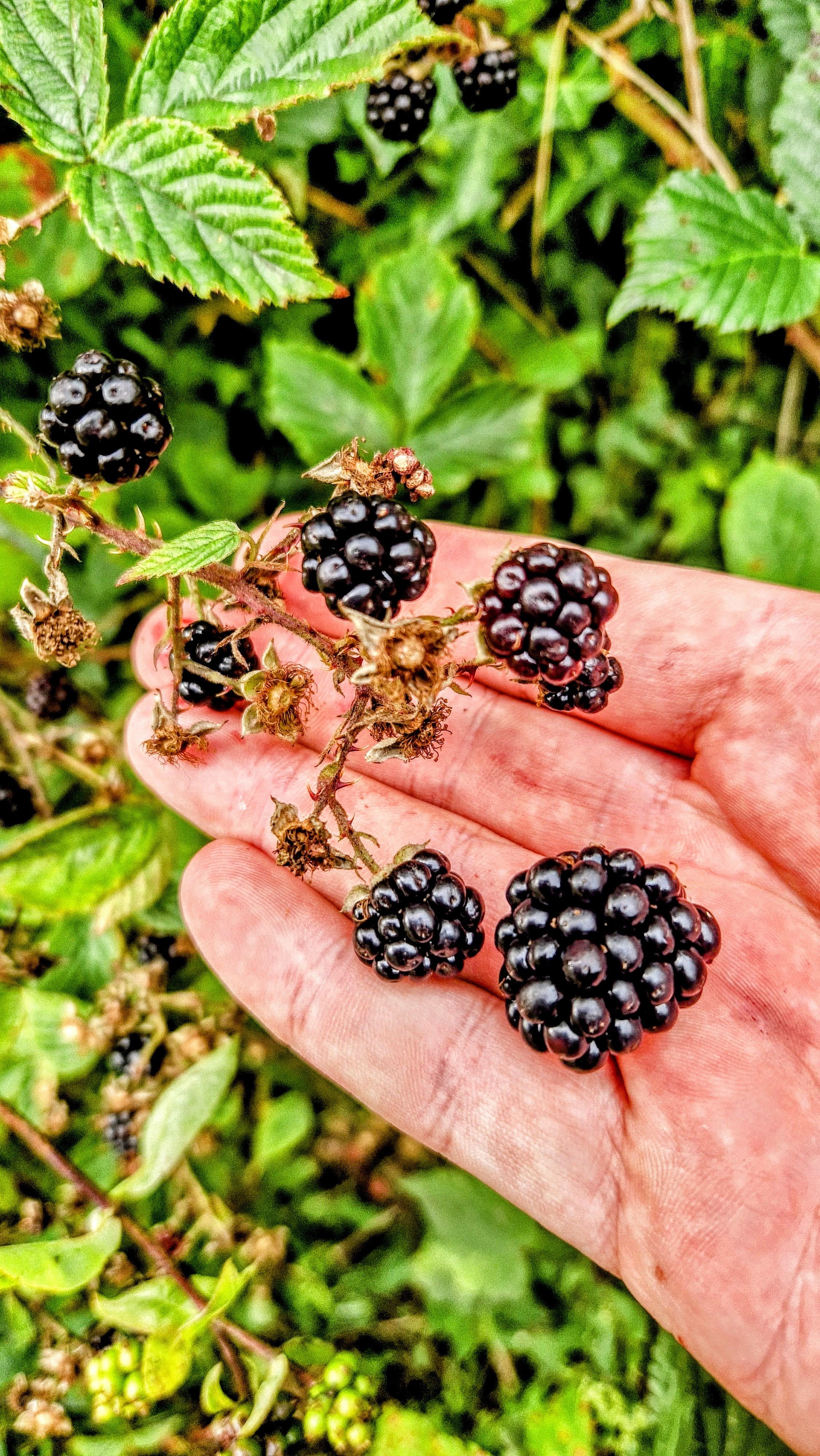 Shrubby Blackberry - Brameberry - Brambleberry - Wild Blackberry