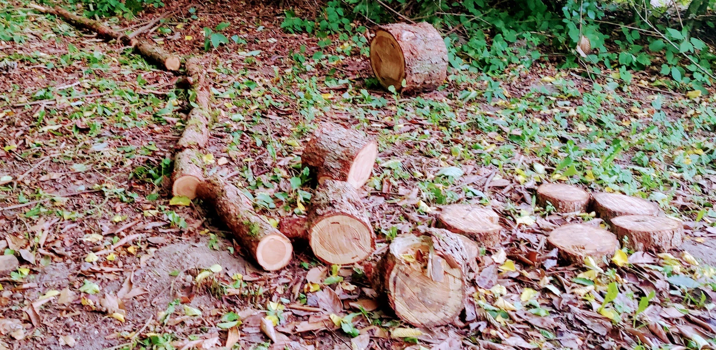 From Tree to Play: Creating a Nature Playground with Tree Rounds ...