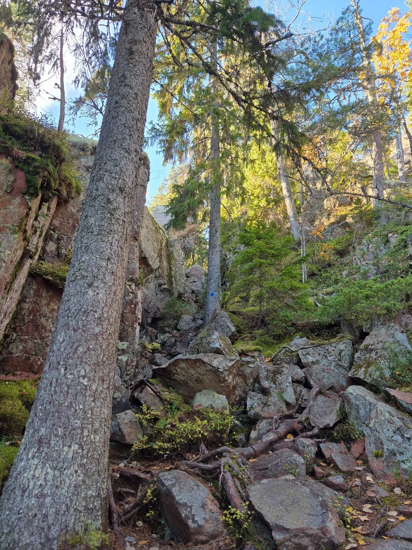 The "trail" 😮🤣
Hiking in Skuleskogens Nationalpark
#hiking #hikingadventure #outdoors #nature #nationalpark #steep #trail #hikingtrail #skuleskogensnationalpark #HighCoast #högakusten #sweden