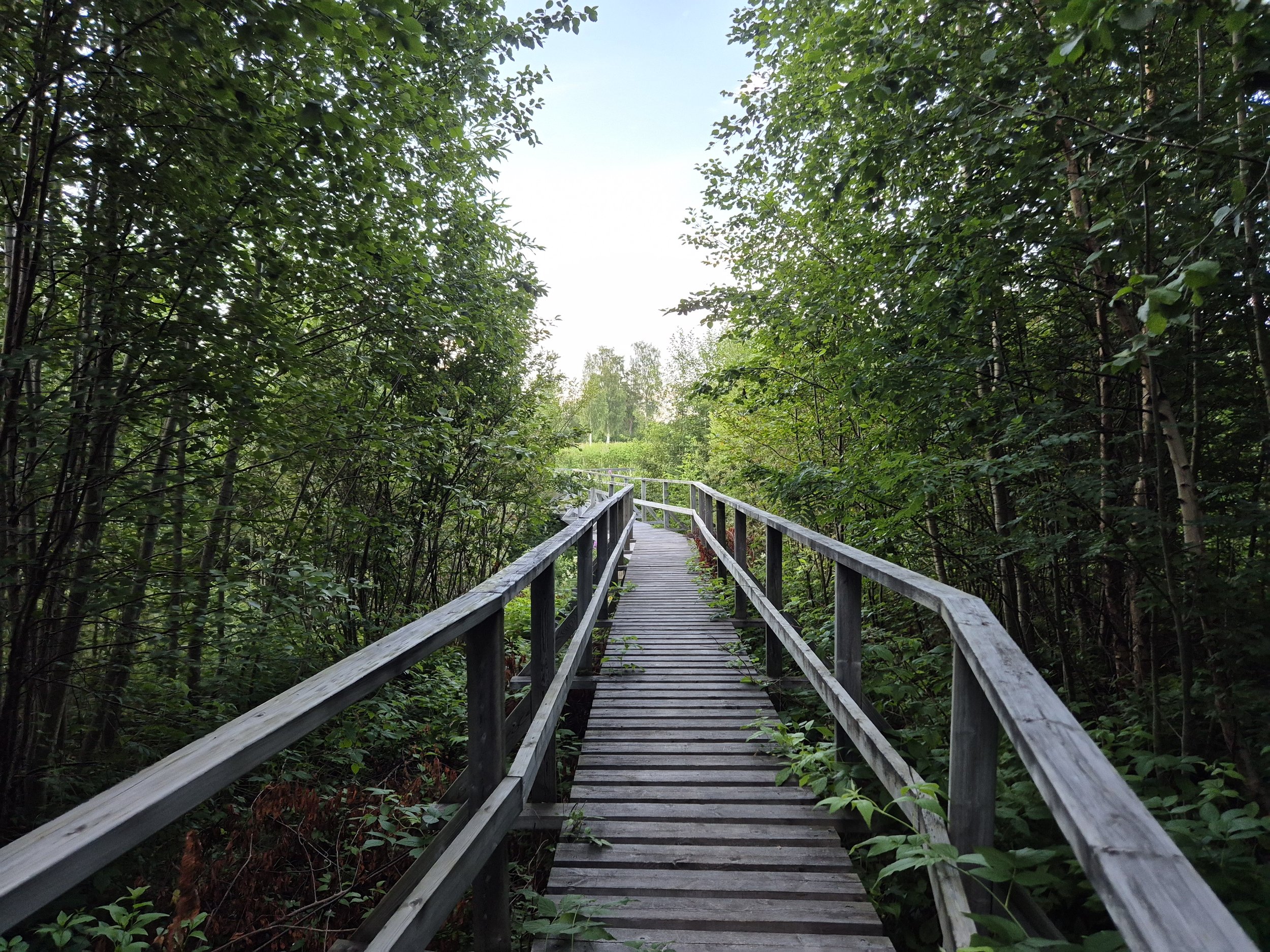 Brånsjön Nature Reserve in Sweden