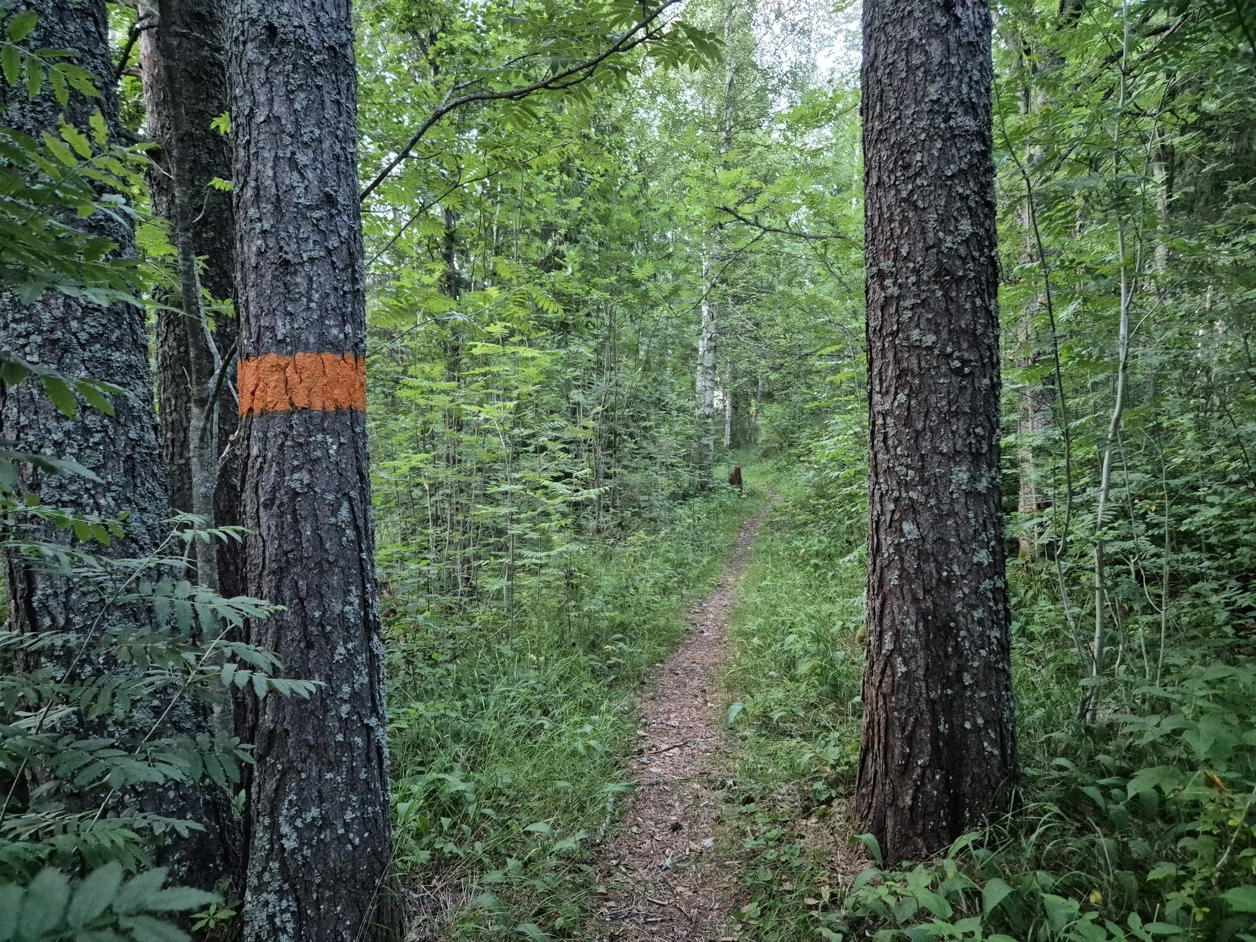 Brånsjön Nature Reserve in Sweden
