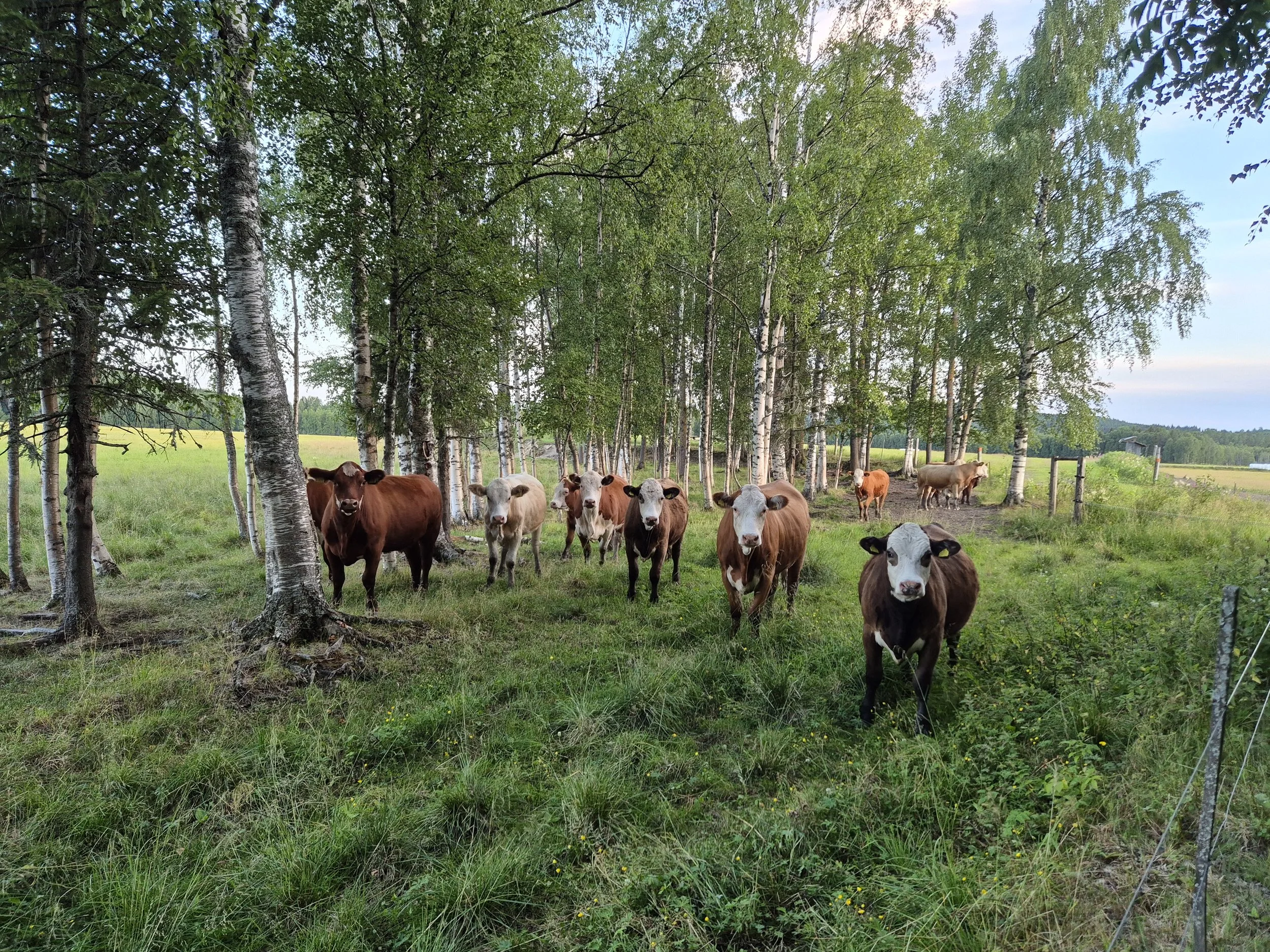 Cows at Brånsjön Nature Reserve in Sweden