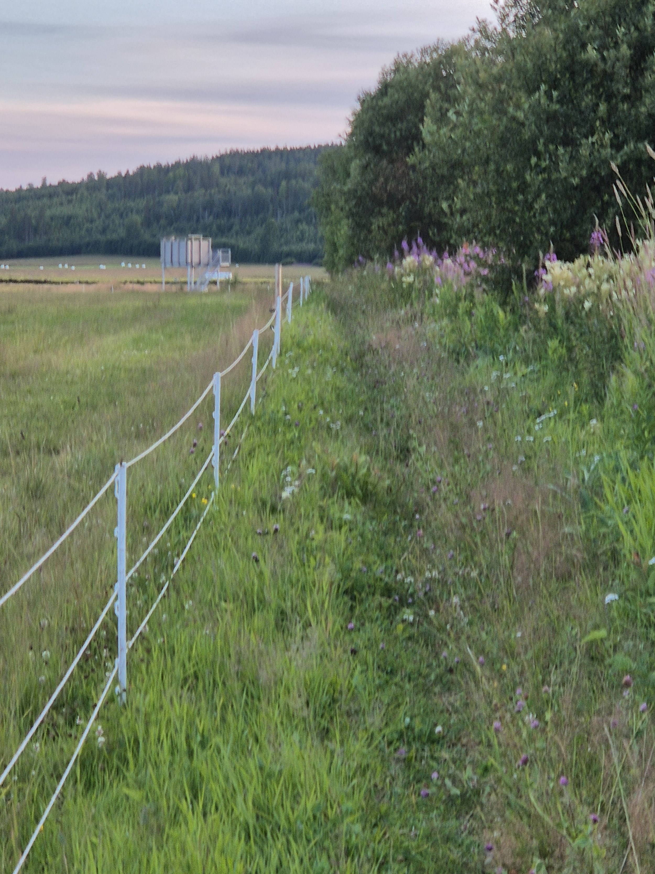 Brånsjön Nature Reserve in Sweden