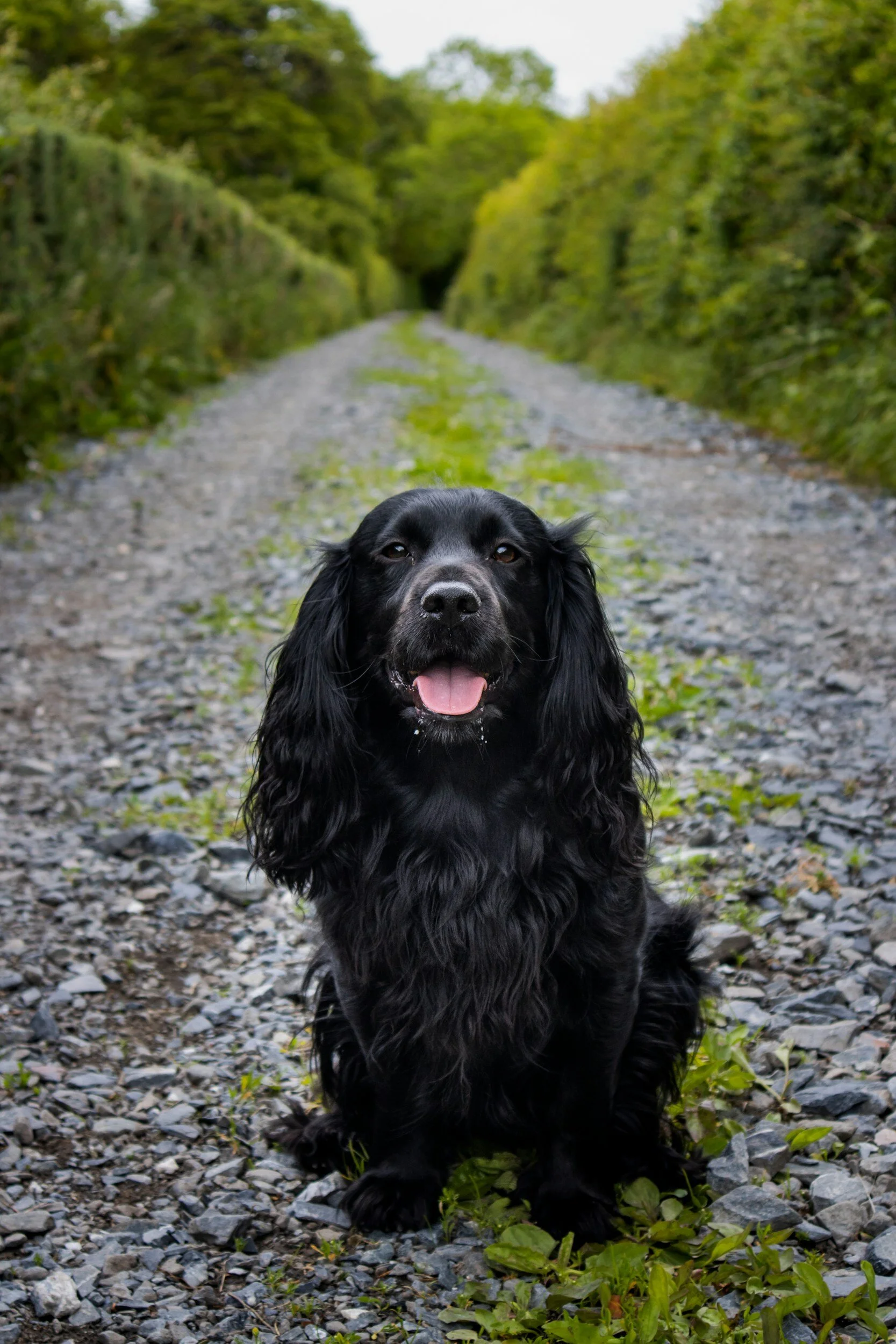 A black long-haired dog, possibly a Cocker Spaniel, sitting on a gravel path surrounded by green bushes and trees.