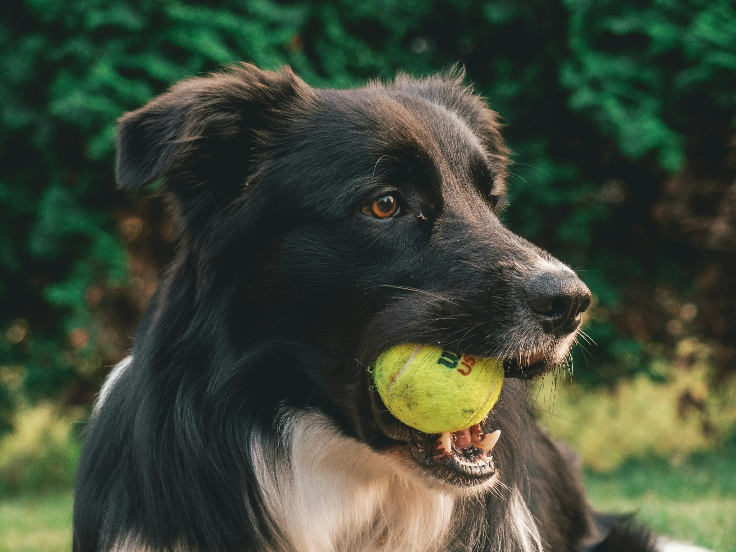 Close-up of a black and white dog with a yellow tennis ball in its mouth, outdoors with green foliage in the background.