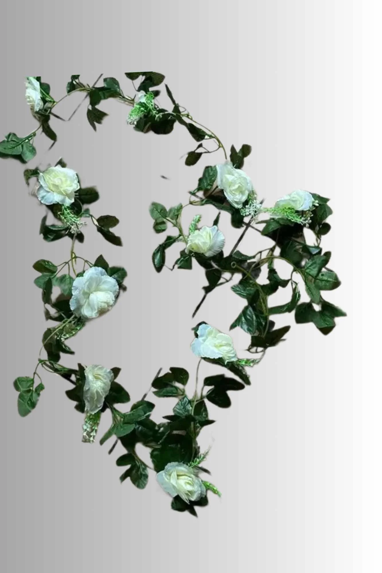 Rose blanche pour louer décorations fête  mariage 