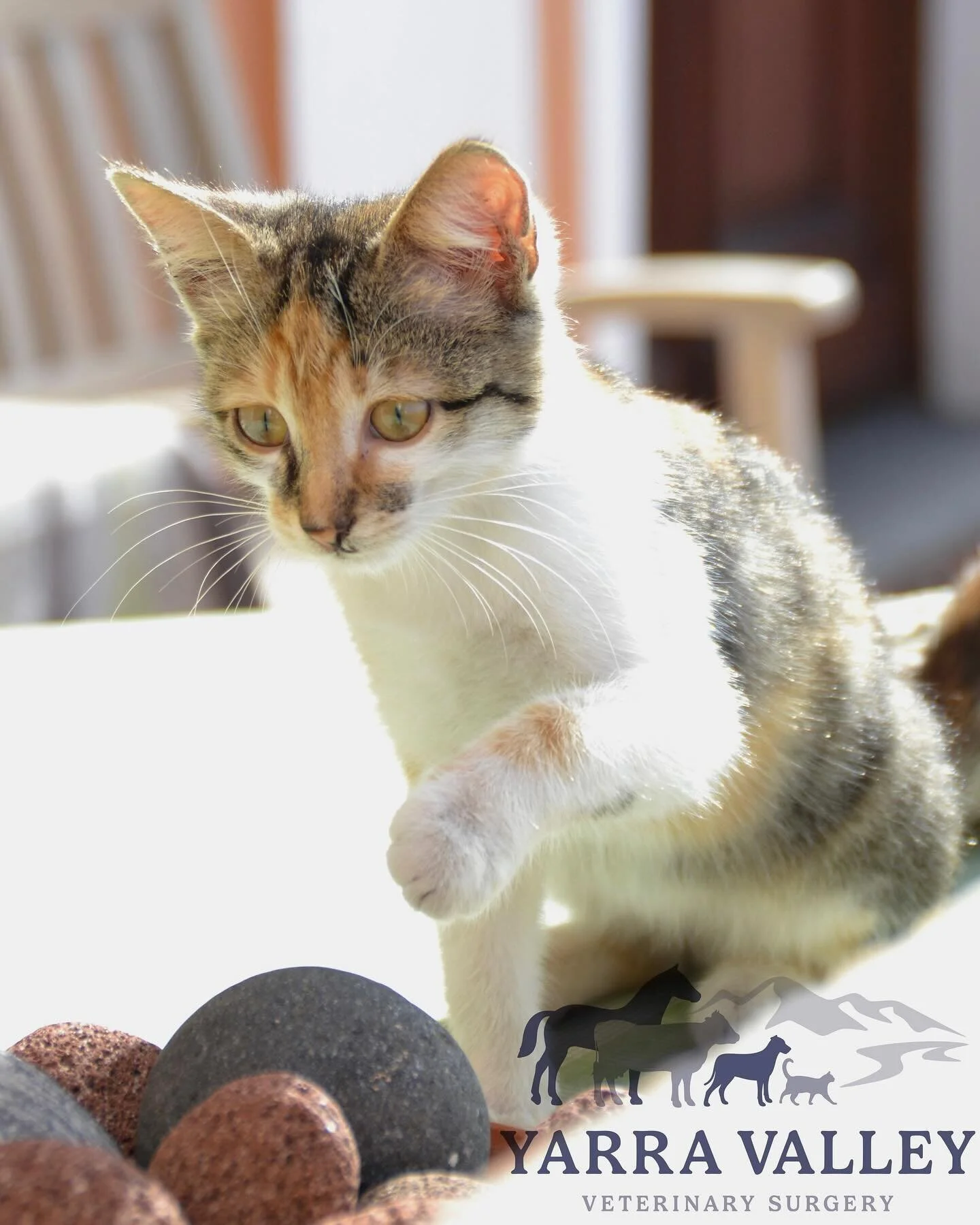 Seville Veterinary Clinic Yarra Valley Veterinary Surgery