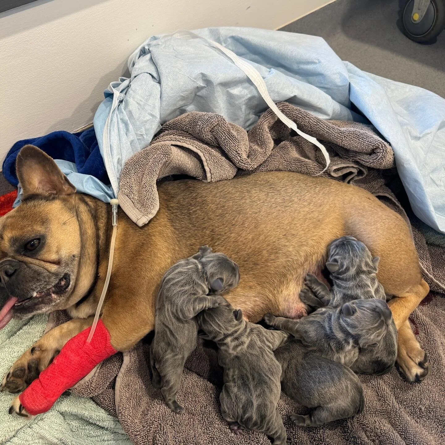 Seville Veterinary Clinic Yarra Valley Veterinary Surgery