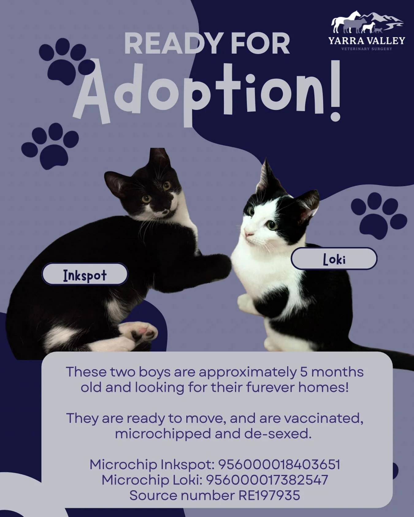 Ready for adoption! 🐈&zwj;⬛ 

These two gorgeous smooching boys are approximately 5-6 months old and looking for their furever homes! 

They are ready to move now, and are vaccinated, microchipped and de-sexed. 

Microchip Inkspot: 956000018403651
M