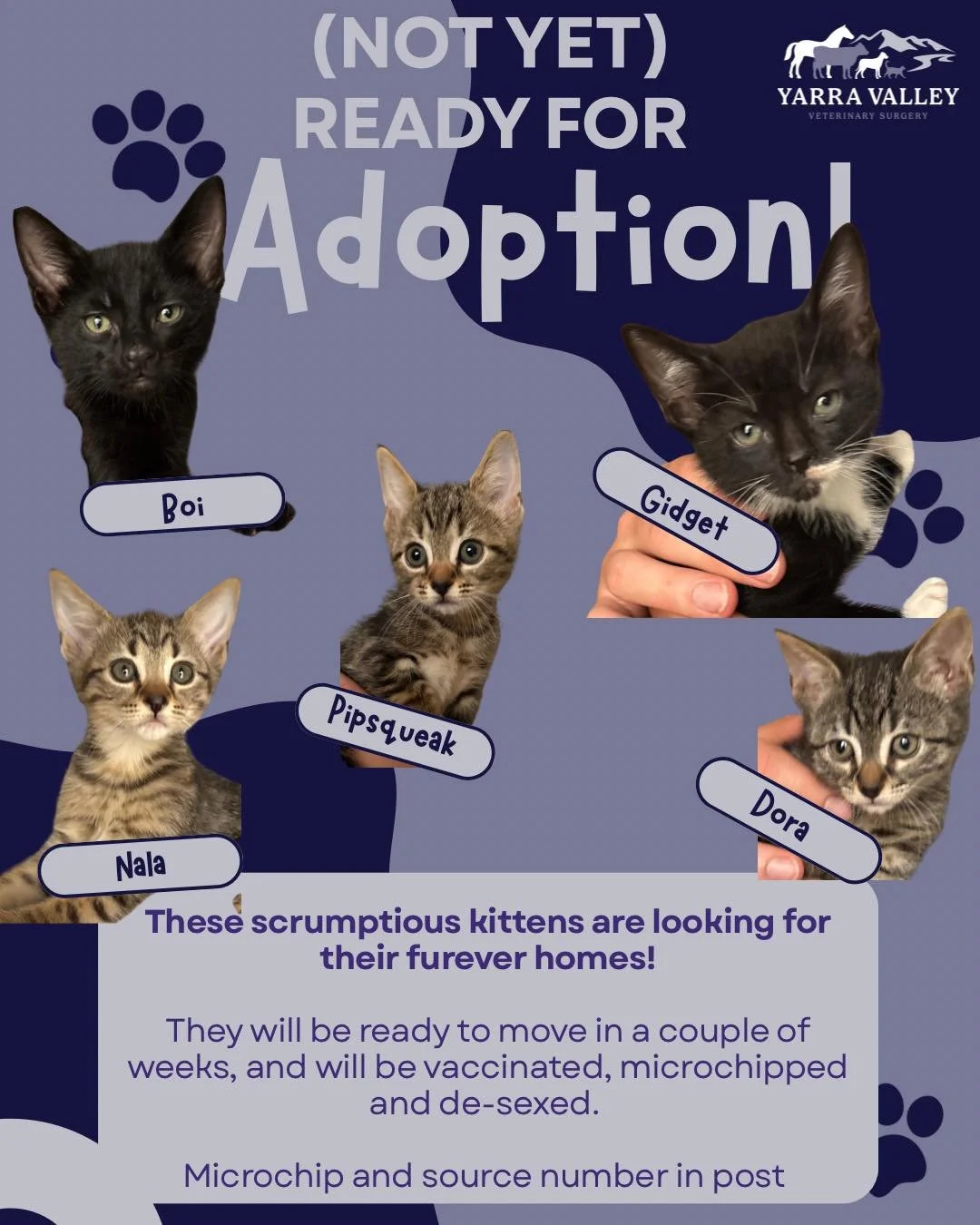 Seeking expression of interest! 🐈&zwj;⬛ 

These five gorgeous kittens will be ready for adoption in approximately 2-3 weeks. They are currently about 5 weeks old and looking for their furever homes! 

At time of adoption they will be vaccinated, mic