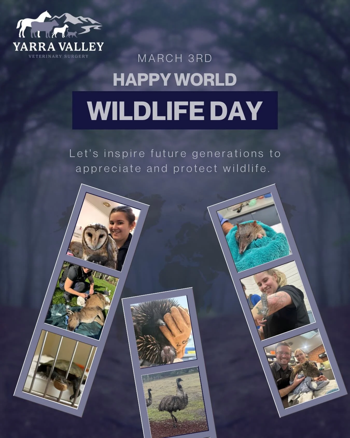 Today we&rsquo;re celebrating World Wildlife Day 🐨🌿

Here in Australia, we&rsquo;re lucky to share our home with some of the most unique and beautiful wildlife on the planet &mdash; from kangaroos and koalas to kookaburras, wombats and so many more