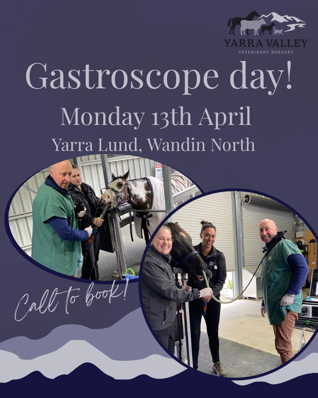 GASTROSCOPE DAY! 
🐴 Is Your Horse At Risk of Gastric Ulcers?

Equine Gastric Ulcer Syndrome is one of the most common yet under diagnosed
conditions in horses. Studies show that:

&bull; Up to 90% of racehorses,
&bull; Over 60% of performance horses
