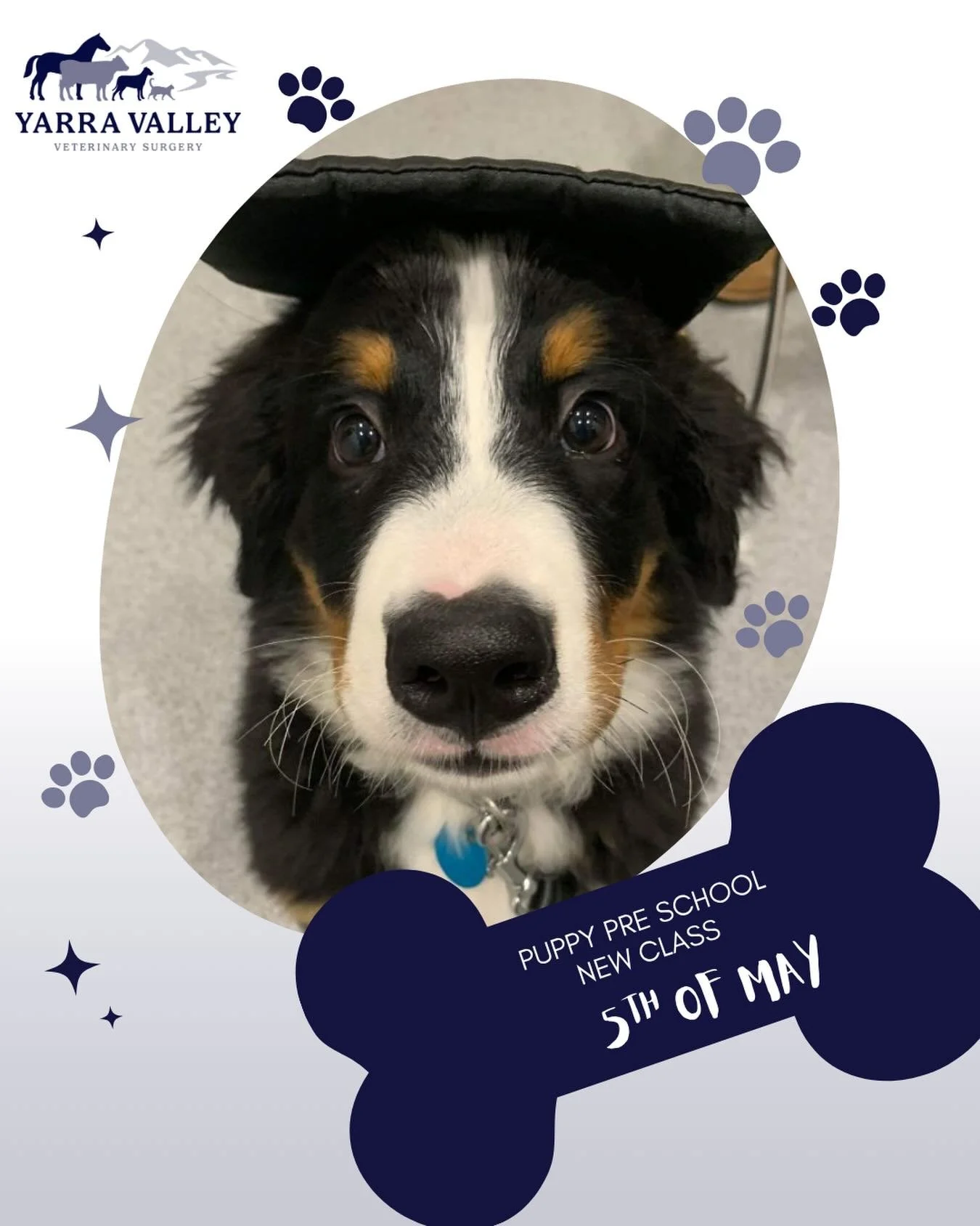 🐶 PUPPY PRE-SCHOOL! 🐶

Our popular puppy pre school starts on May 5th with our nurse Mik. 

4 weeks of obedience, health information, nutritional information and socialisation! 
Come along with your puppy!

🗓️ Tuesdays 7:15-8:15pm for 4 weeks. 
  
