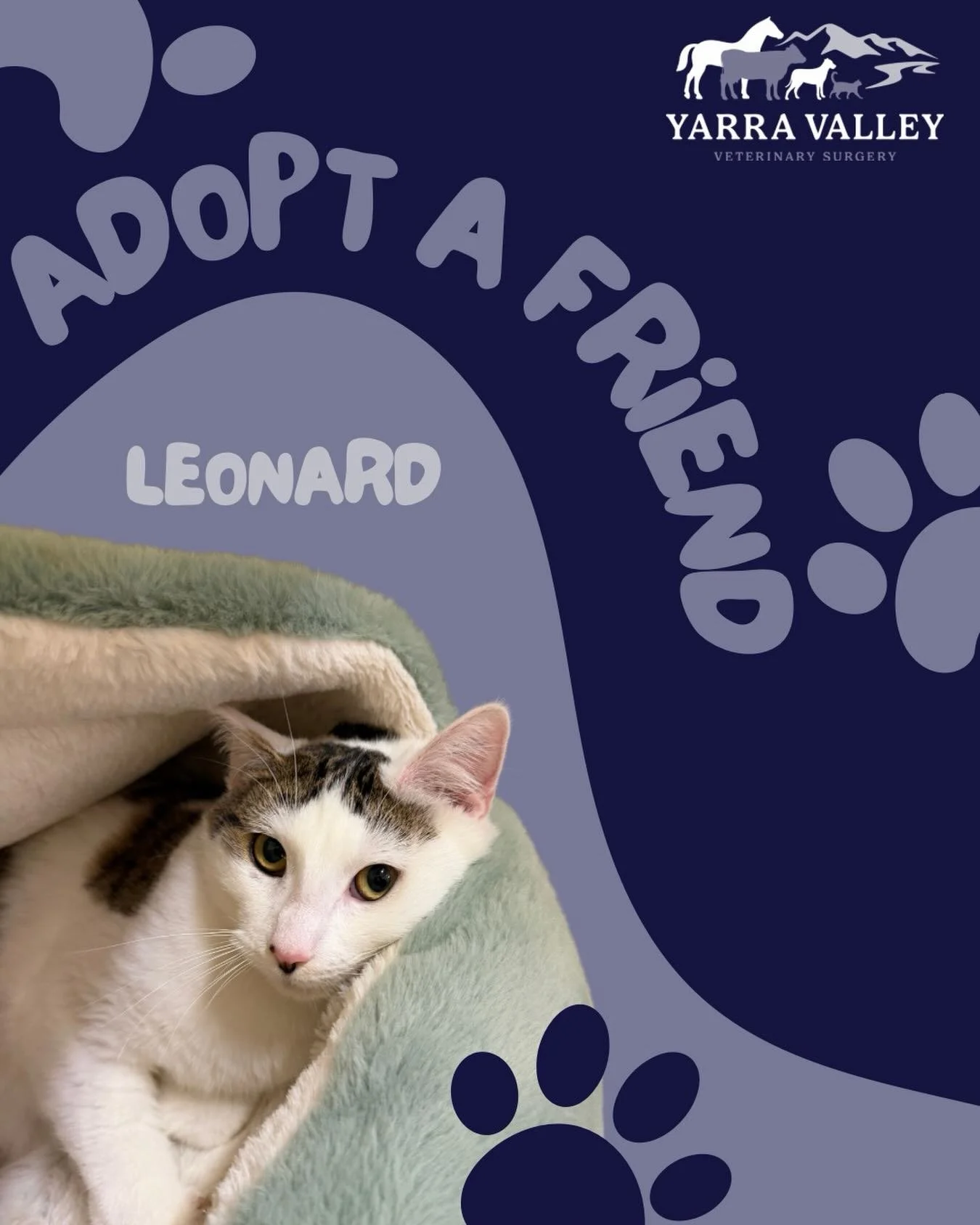 This absolute gorgeous boy is looking for his forever home! He came to us a little while back, scared, skinny and alone.
He is a bit shy but loves a cuddle and is now ready to find his future, loving home. 

He is approximately 1 year old, comes dese