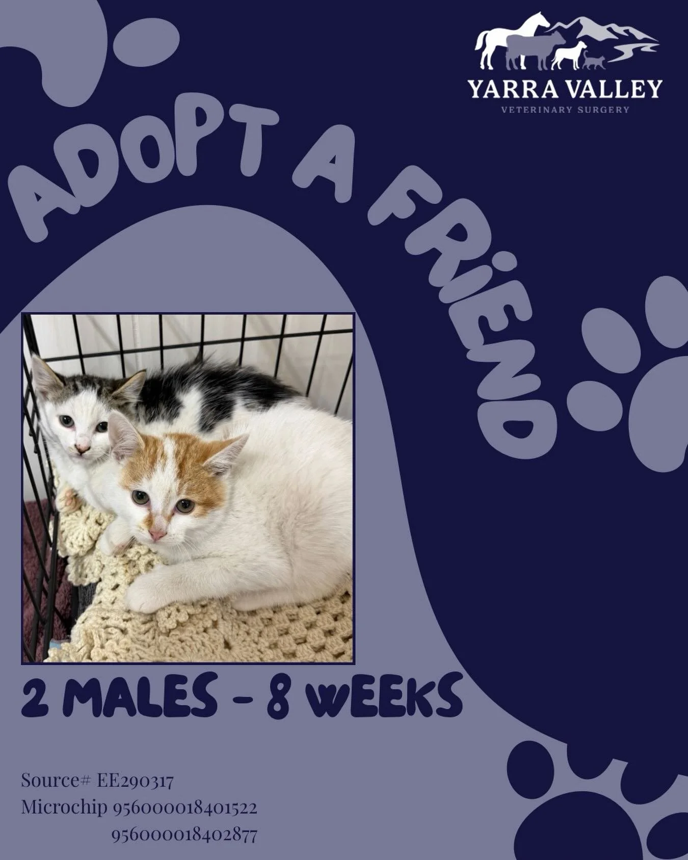 Two gorgeous kittens up for adoption! 🧡🖤

Call for more info! 5964 3960