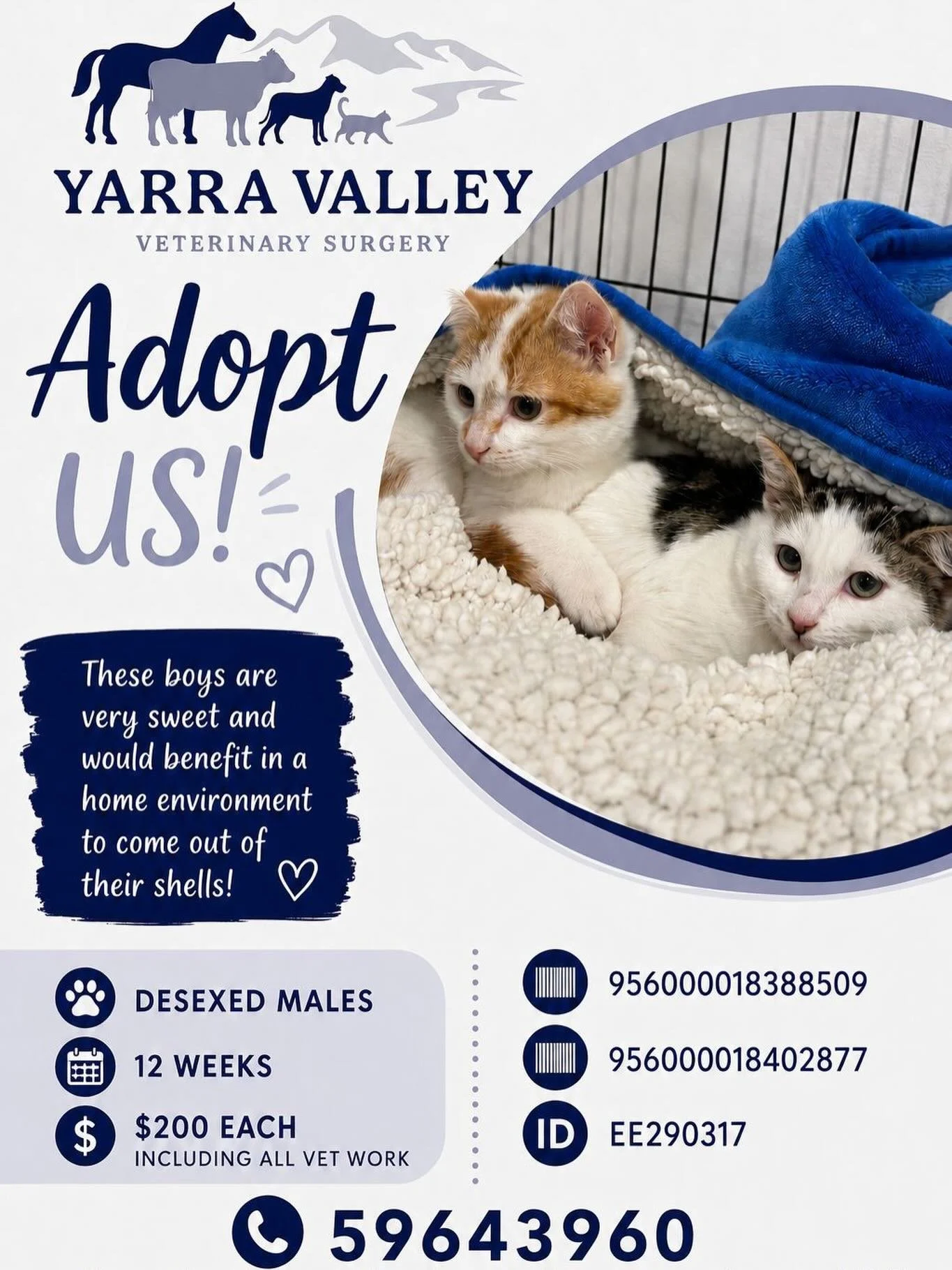 These cuties still need a home! 🩵🩵