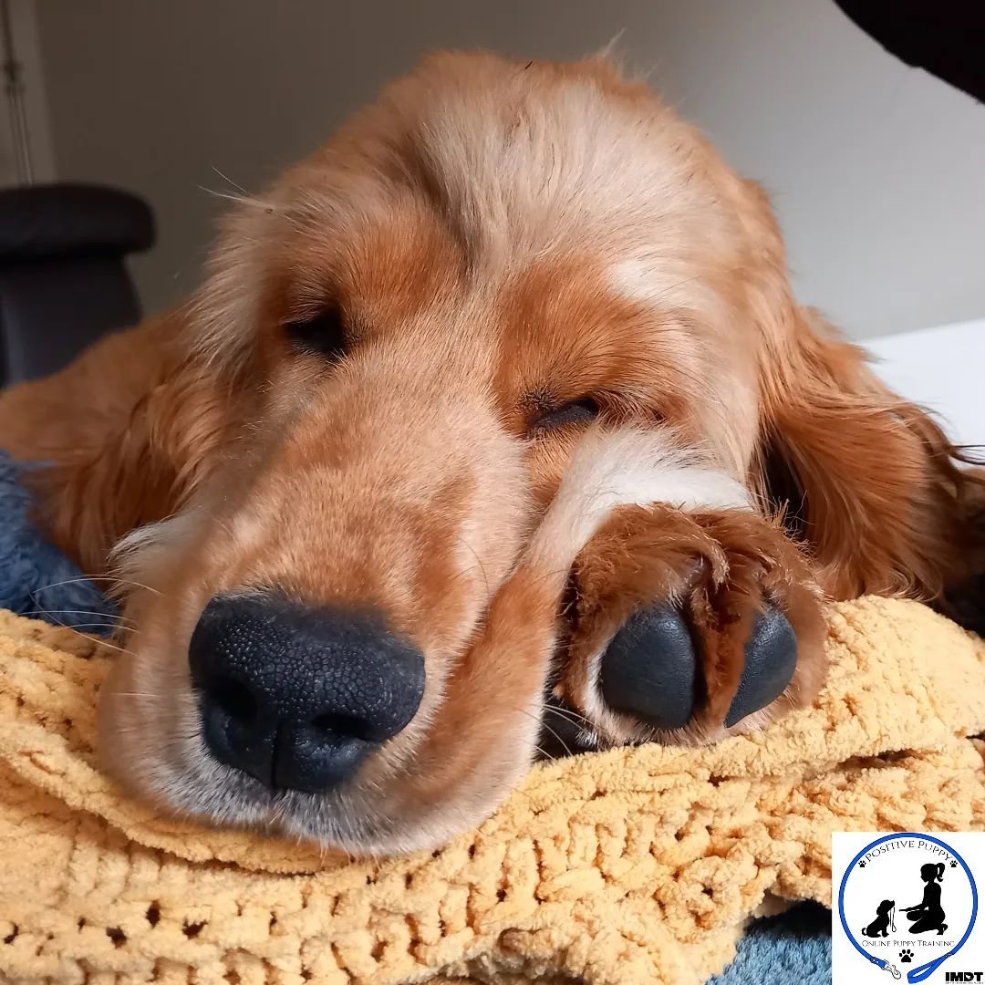 Oscar really enjoyed his first training session this week - couldn't keep his eyes open by the end of the session! 

#puppytraining #puppyenrichment #dogtraining #enrichment #scentwork #cockerspaniel #cockerspanielsofinstagram #dogtrainingireland #pu