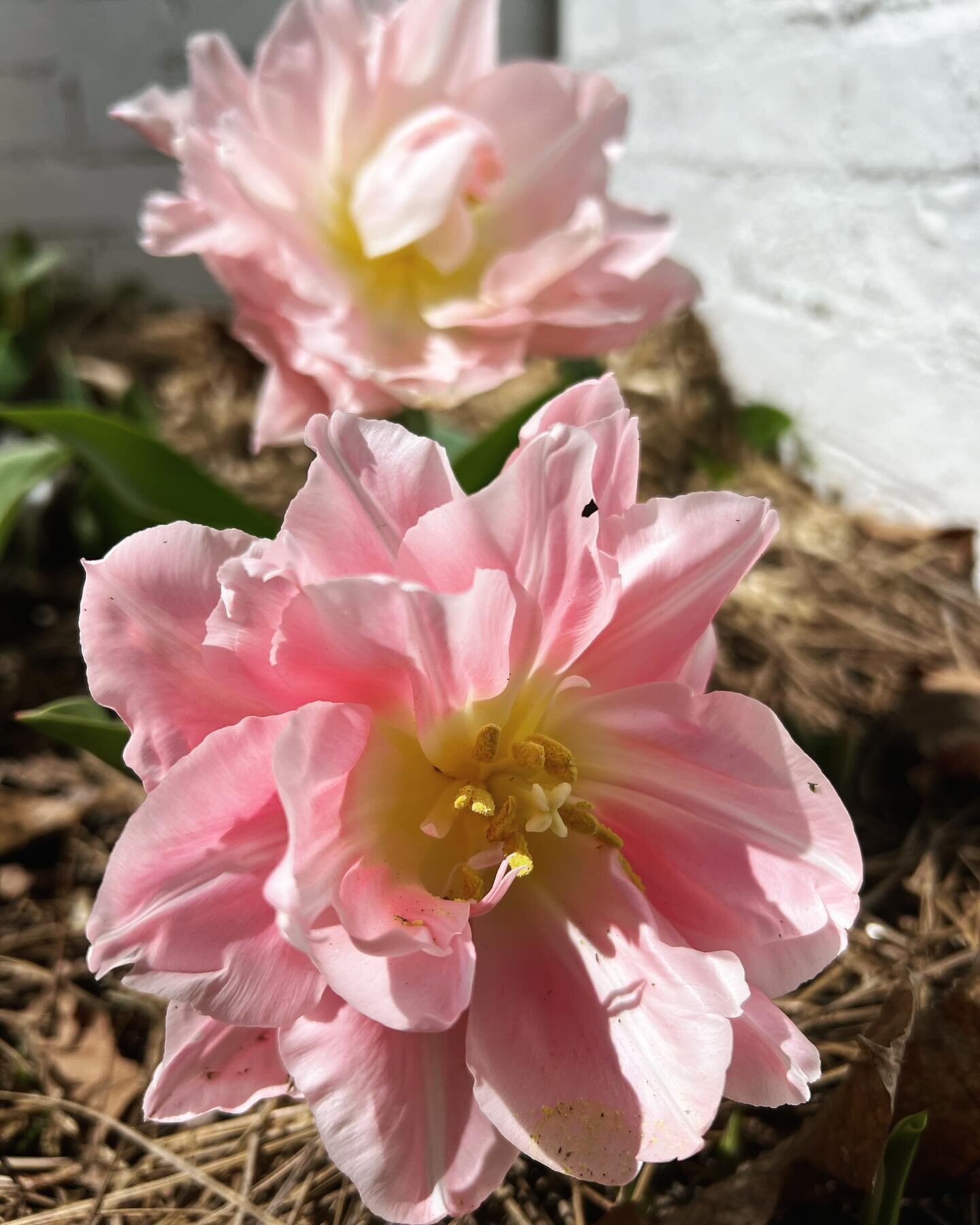 Spring bulbs are poppin up!

#springflowers #doubletulips #pink #flowerlove