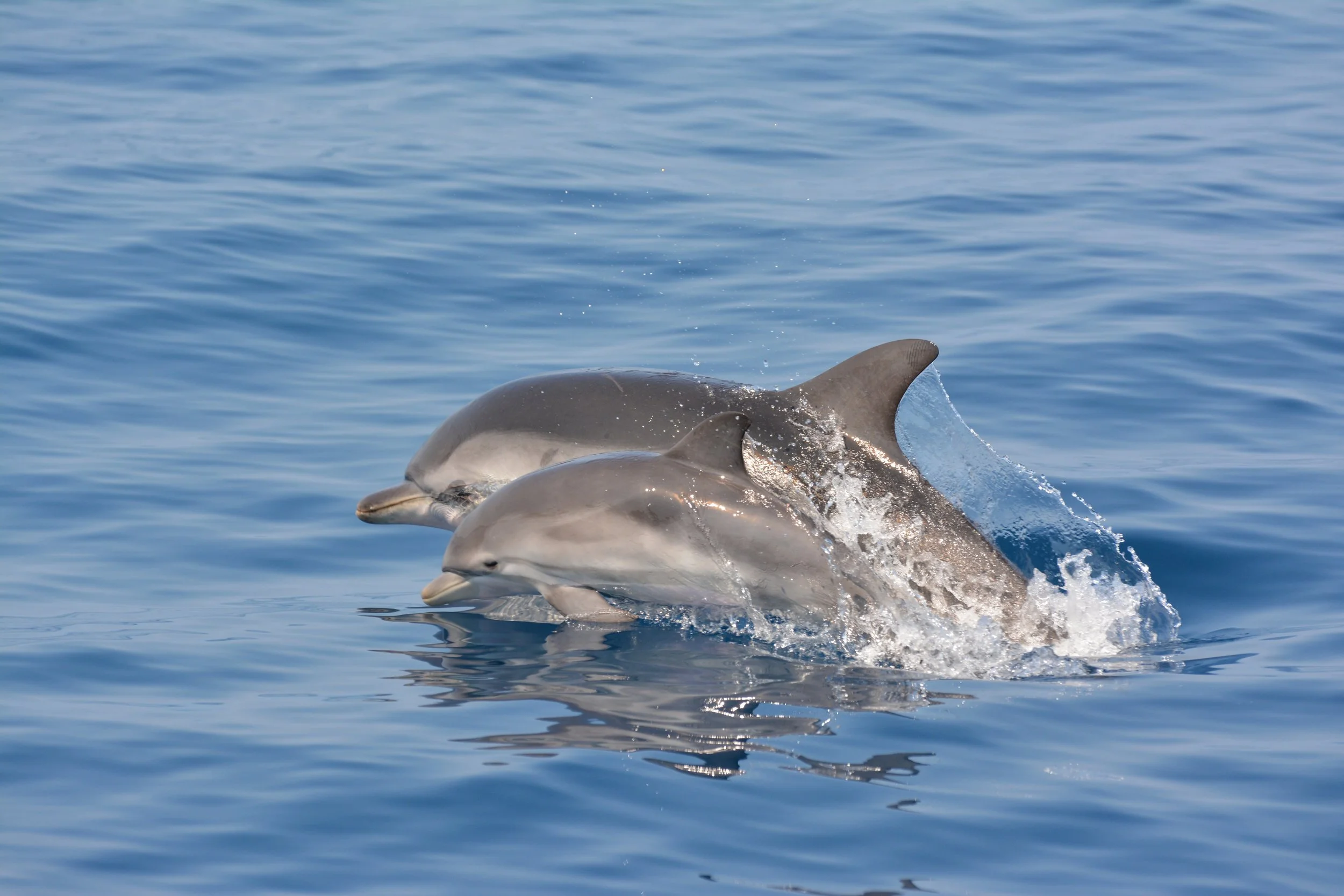 DSC_0097.JPG