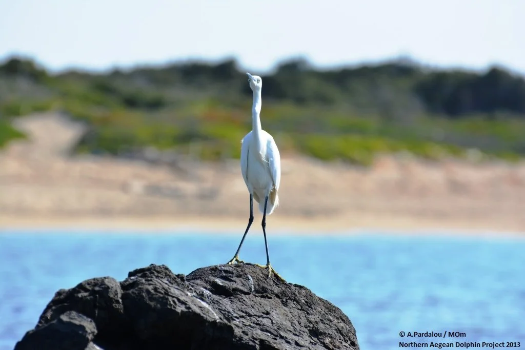 NADP2013_Psathoura1_Egretta_garzetta_LittleEgret_Λευκοτσικνιάς.JPG