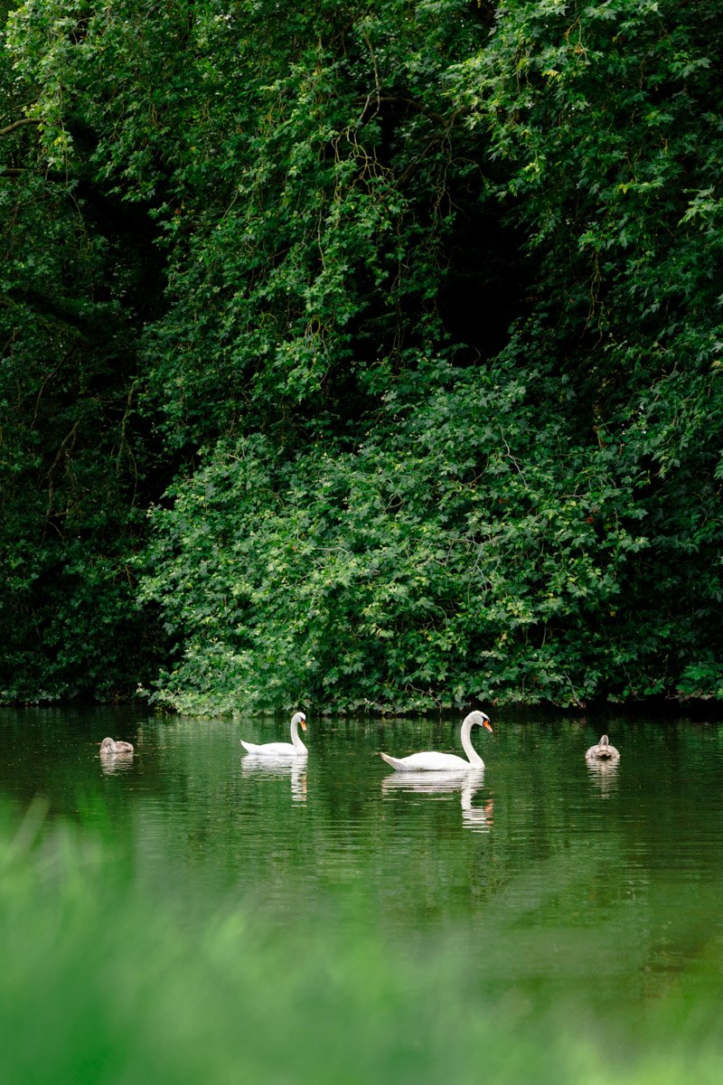 Les cygnes de Rambouillet