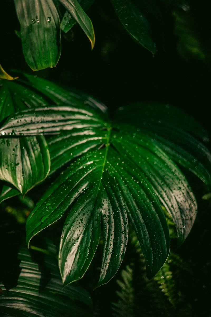 Photos jardins botaniques © Eleonore Wallet -13.jpg