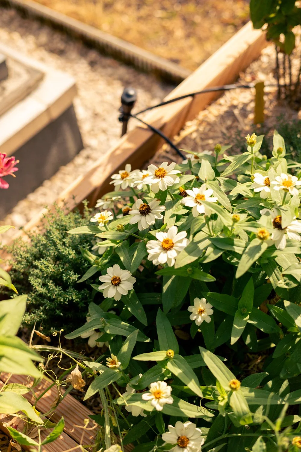 photographe récolte paris 