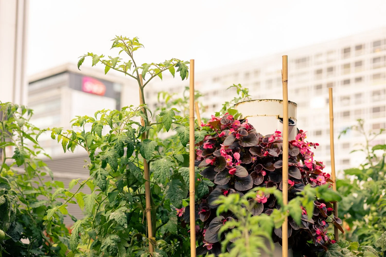 2609_Cueillette Urbaine Pulman  © Eléonore Wallet -26.jpg