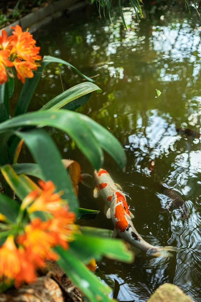 photos jardin botanique 