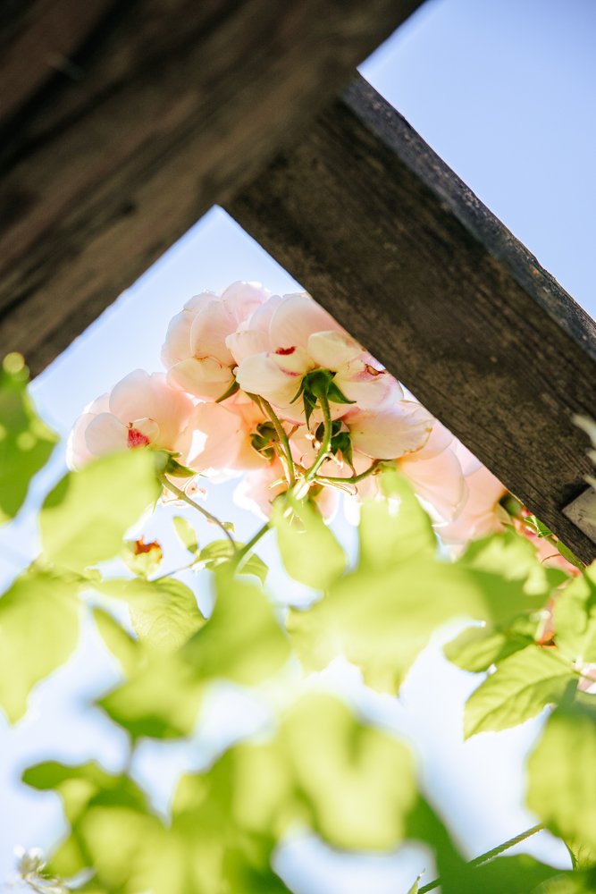 photogrpahe jardin paris 