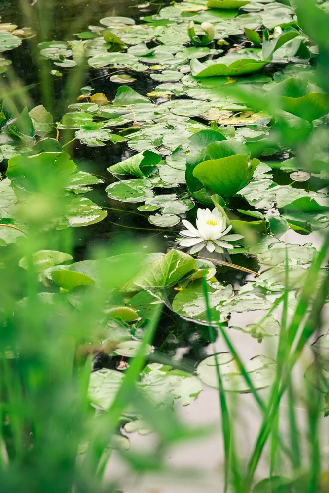 photographe fleurs paris 