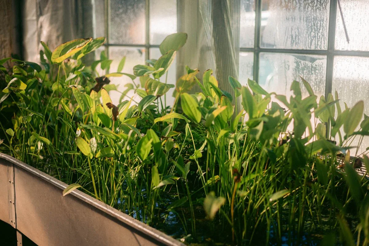 Photos jardins botaniques © Eleonore Wallet -06.jpg