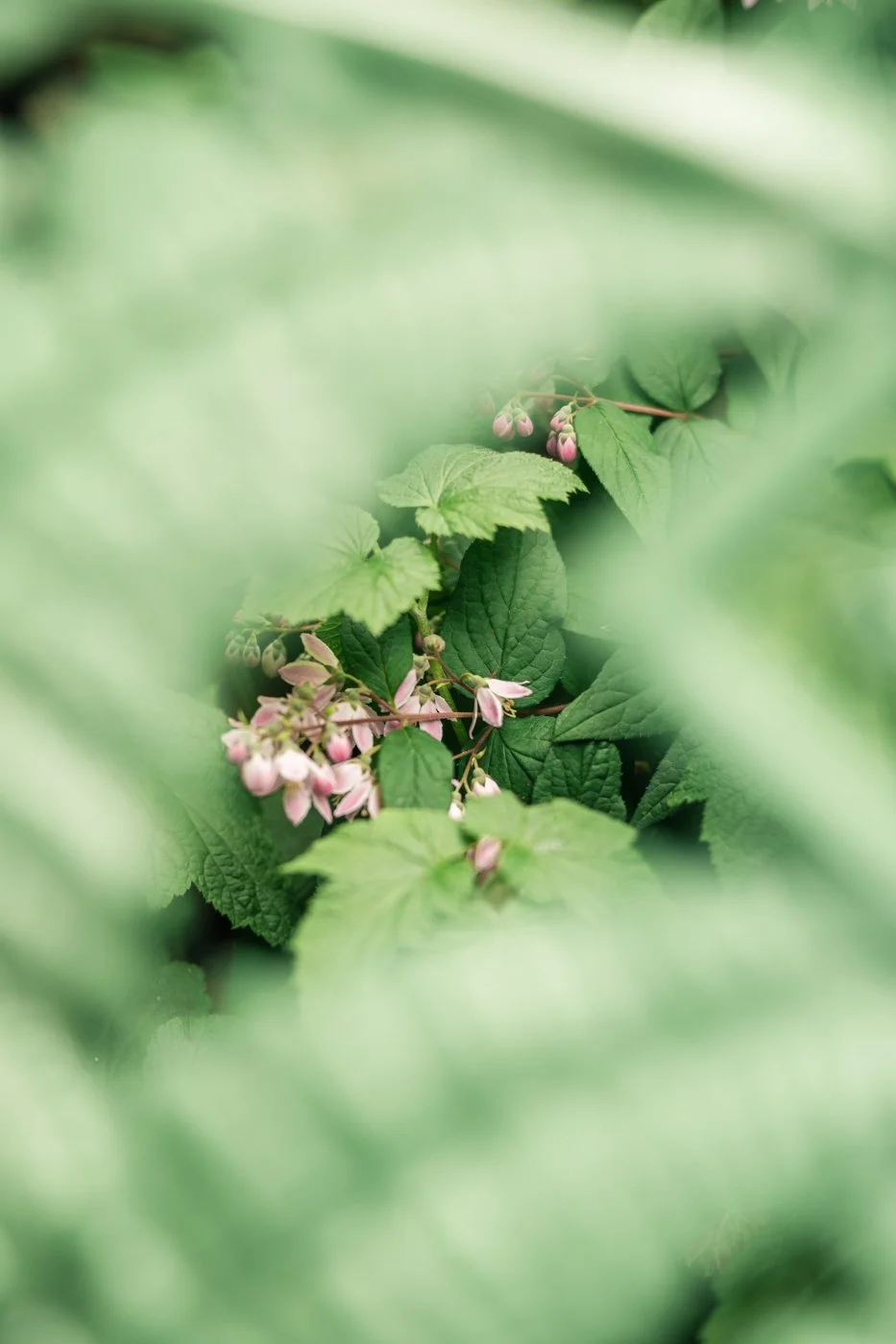 photo fleur jardin paris 