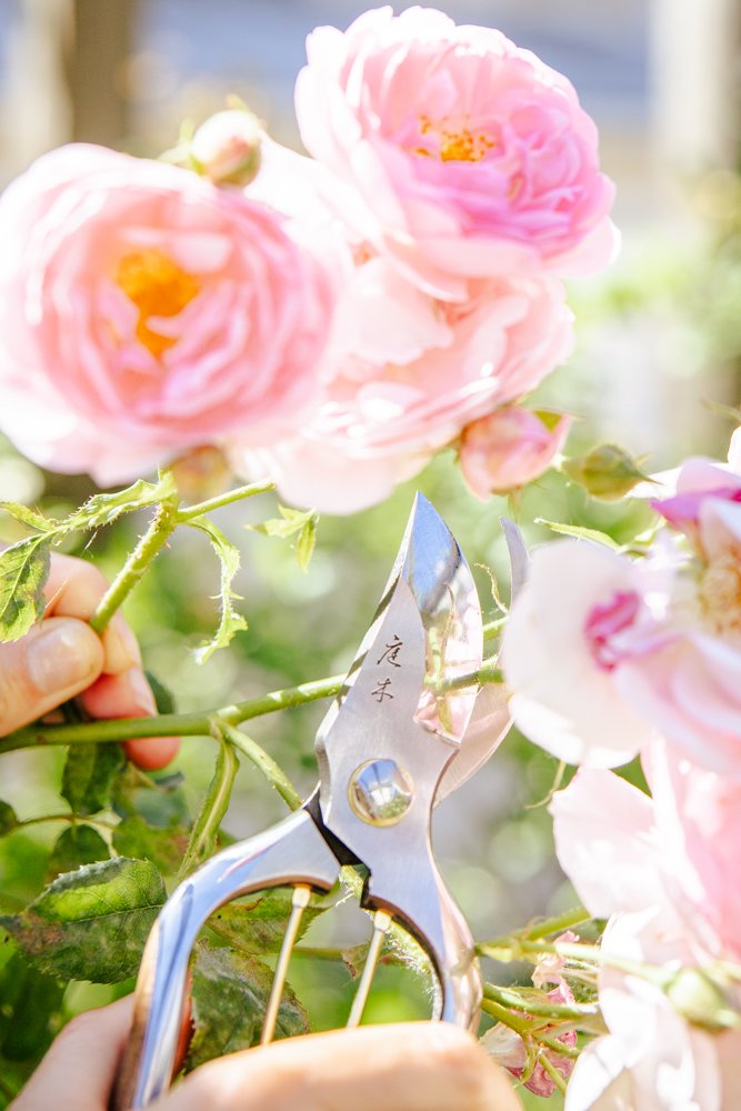 photographe specialiste jardin 