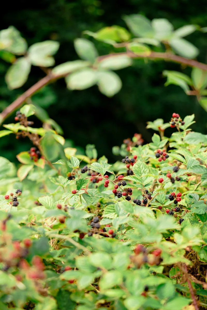 tirages mures version web .jpg