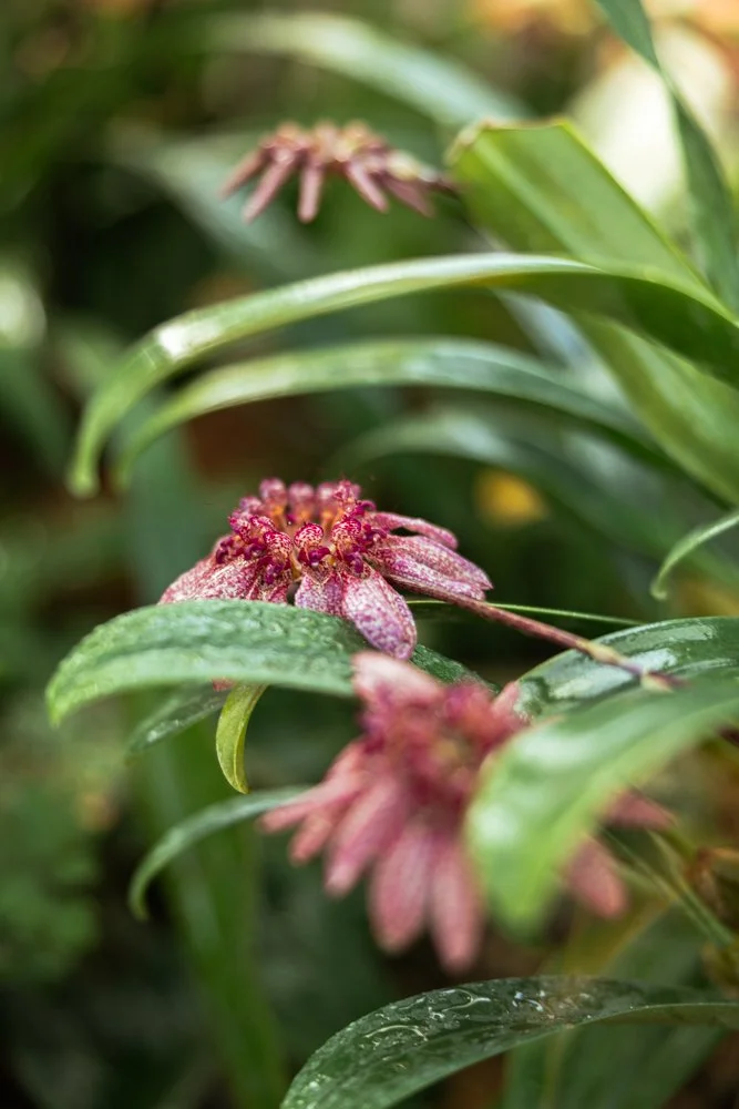 photographe plante botanique 