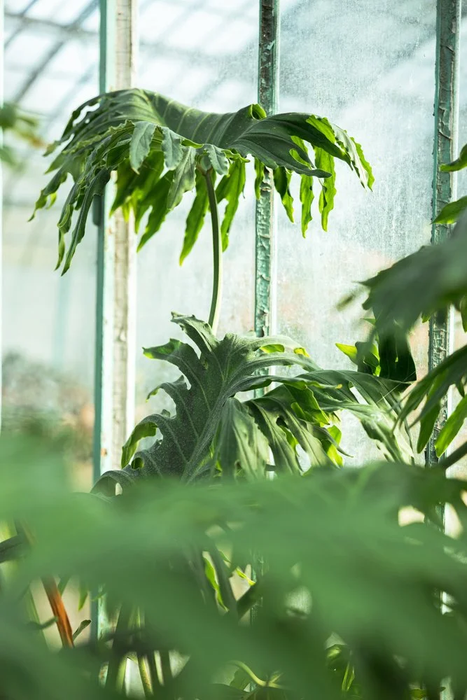 photographe plantes botanique 