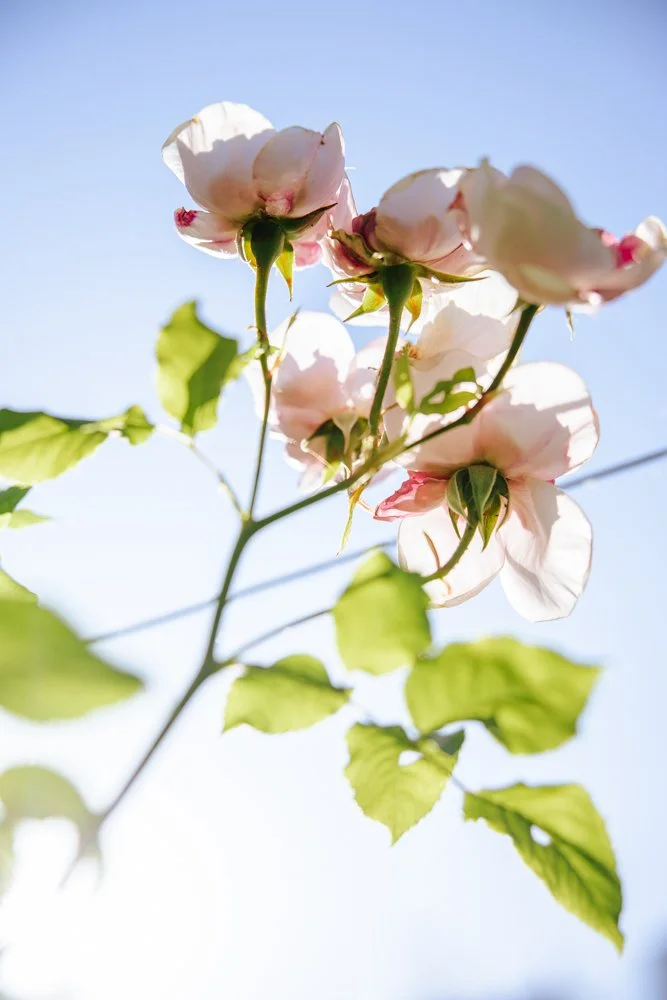 photographe vegetal paris 