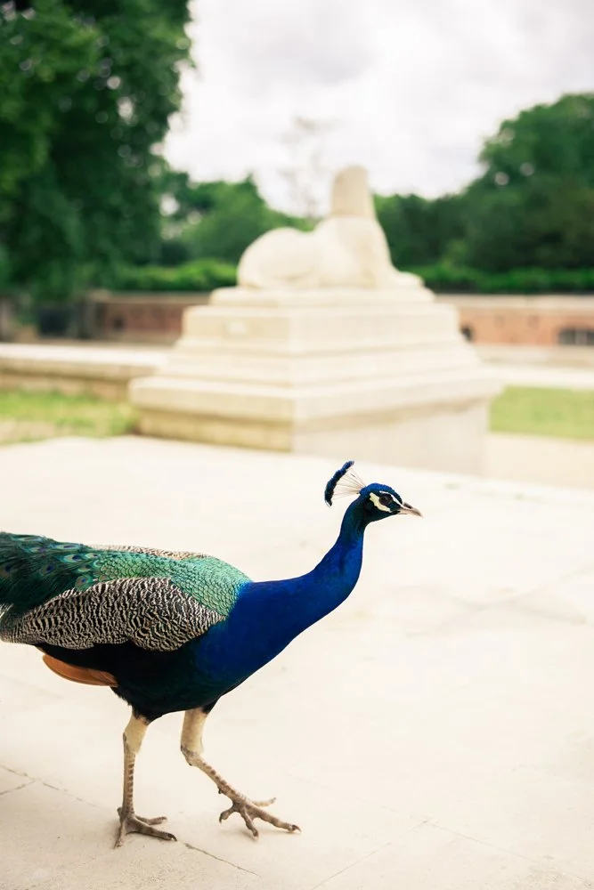 photo paon jardin paris 