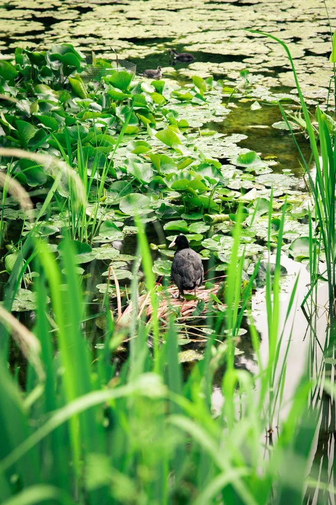 photographe faune paris 
